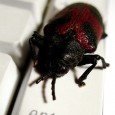 Is there a wave of viruses waiting to attack Apple Mac computers
