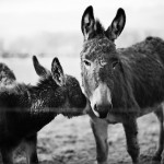 sometimes business donkeys are in staff, sometimes in management