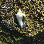 shell on the seashore newton spoke of playing with shells on the seashore while missing the sea of knowledge