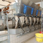 cows being milked treating your customers like milk cows is not a recipe for success