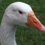 goose goose
