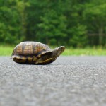 potential_roadkill_in_the_digital_world