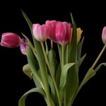 Tulips and investment mania We can learn a lot from the tulip investment mania of the 17th Century